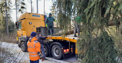 Weihnachtsbaum vor dem Brandenburger Tor kommt aus Thüringen