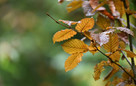 Endspurt im Garten im Oktober: Was Sie jetzt noch tun sollten