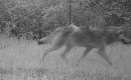 Wolfshybriden dürfen abgeschossen werden