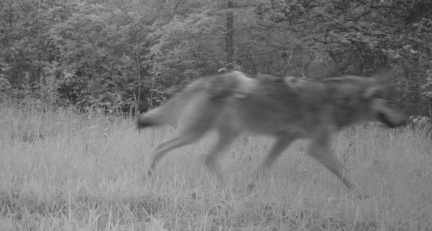 Wolfshybriden dürfen abgeschossen werden