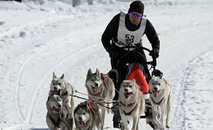 Kein Schnee: Schlittenhunderennen Trans Thüringia abgesagt