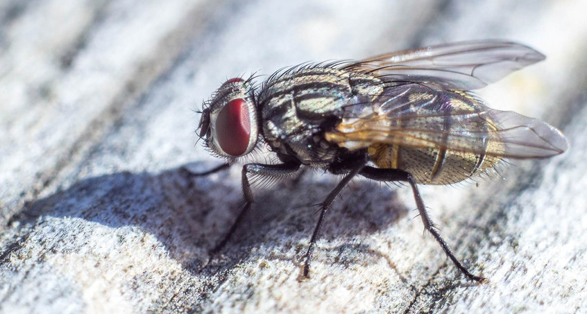 Fliegenproblem in Eckstedt