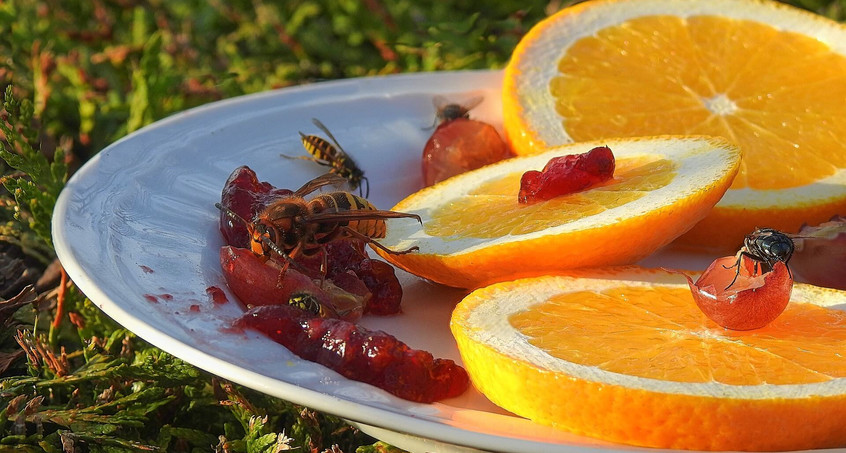 Wespen, die unangenehmen Gäste beim Essen im Freien