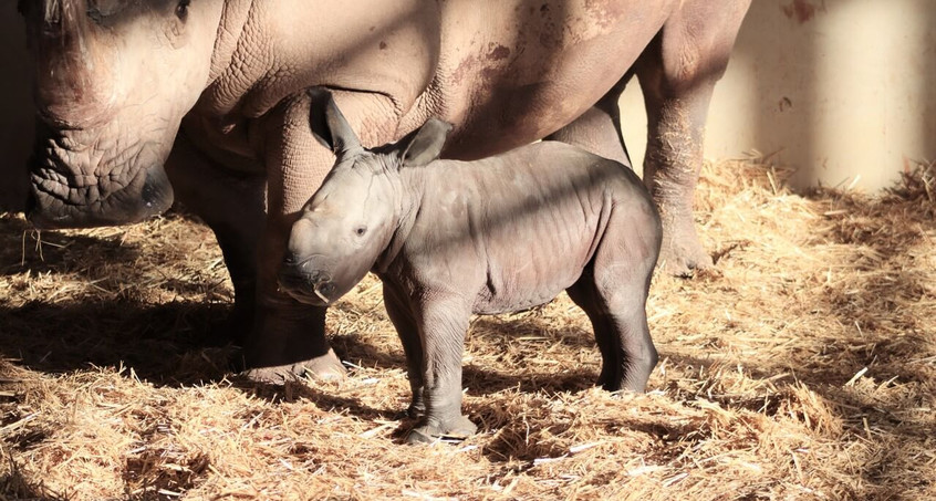 Nashorn-Nachwuchs im Thüringer Zoopark Erfurt