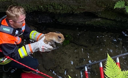 Kleiner Fuchs gerettet