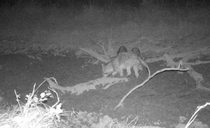 Wolfsnachwuchs in Thüringen 