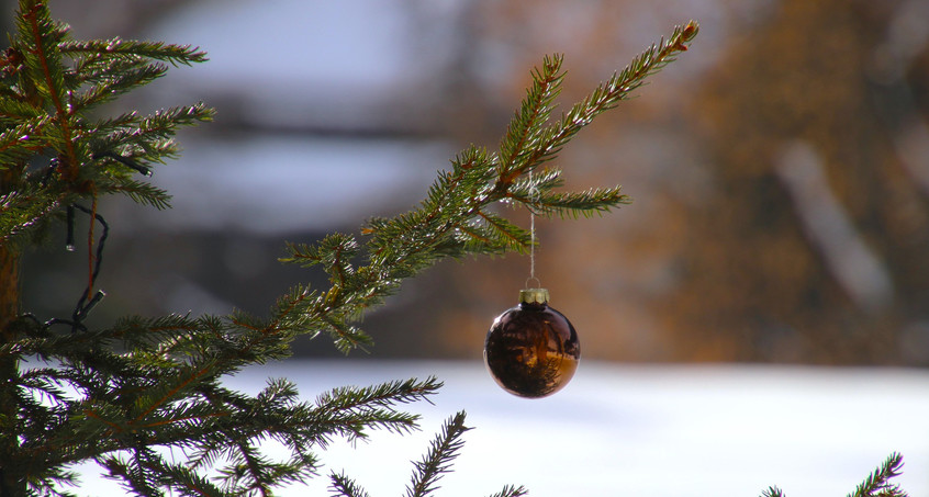 Sömmerda sucht den Weihnachtsbaum