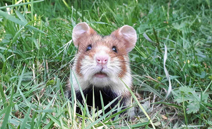 Nur noch 5000 Feldhamster leben in Thüringen - Erfurt ist Hamsterhochburg