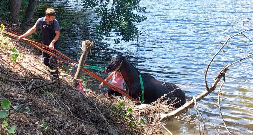 Rettung aus der Saale: Pferd "Lucie" gehoben