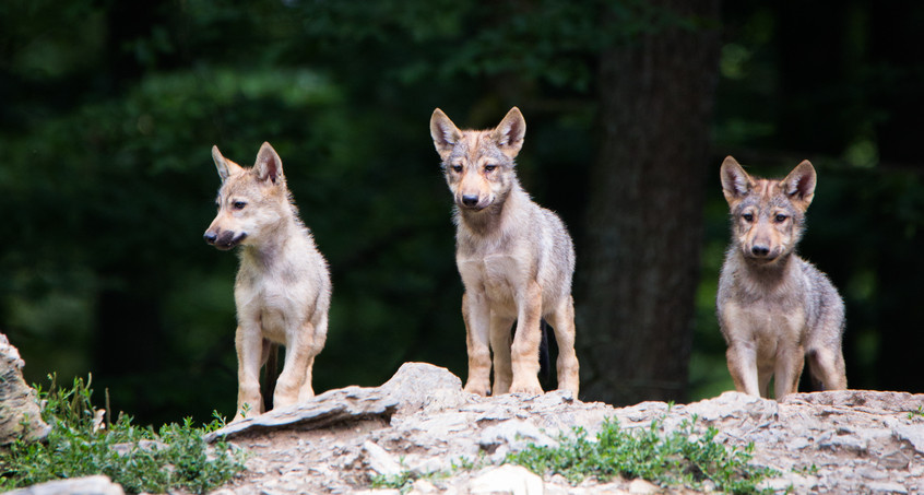 Ohrdrufer Wolfsjunges hat Räude