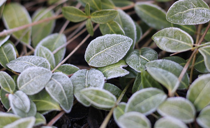 Der Winter kommt: Jetzt den Garten winterfest machen