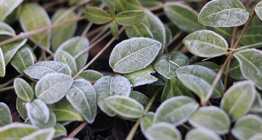 Der Winter kommt: Jetzt den Garten winterfest machen