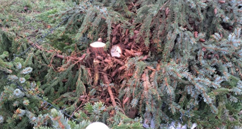 Mönchenholzhausen: Weihnachtsbaum wurde gleich zweimal abgesägt