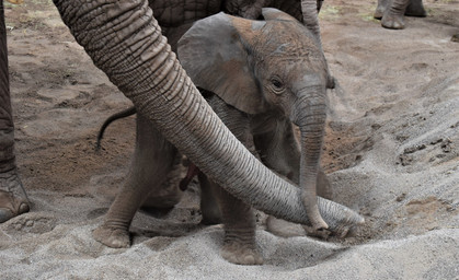 Kleiner Elefantenbulle im Zoopark Erfurt geboren