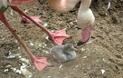 So süß! - Das große Flamingo-Schlüpfen im Zoopark Erfurt 