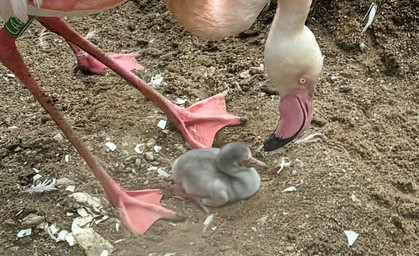 So süß! - Das große Flamingo-Schlüpfen im Zoopark Erfurt 