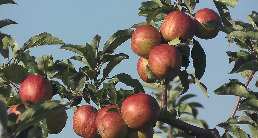 Erhebliche Ernteausfälle auf Thüringer Obstplantagen 