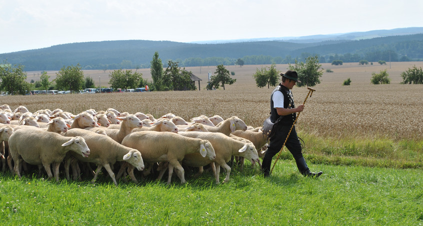 31. Thüringer Schäfertag: Ein Tag rund um Schafe, Wolle und Hütekunst