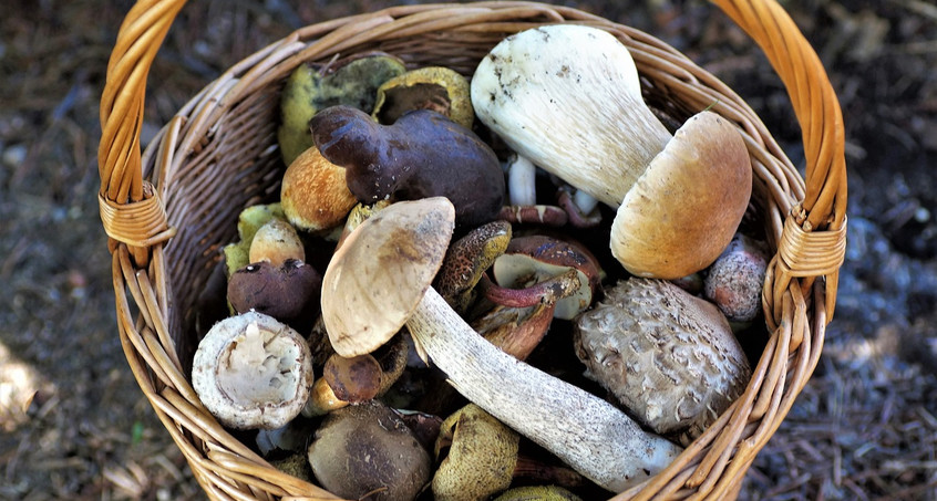 Ab in die Pilze! - Das gibt's zu beachten 