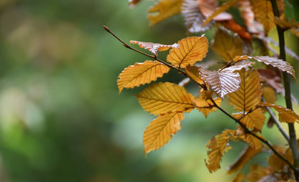 Endspurt im Garten im Oktober: Was Sie jetzt noch tun sollten